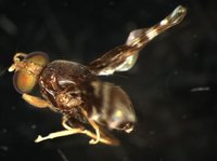 藏品(果實蠅)的圖片